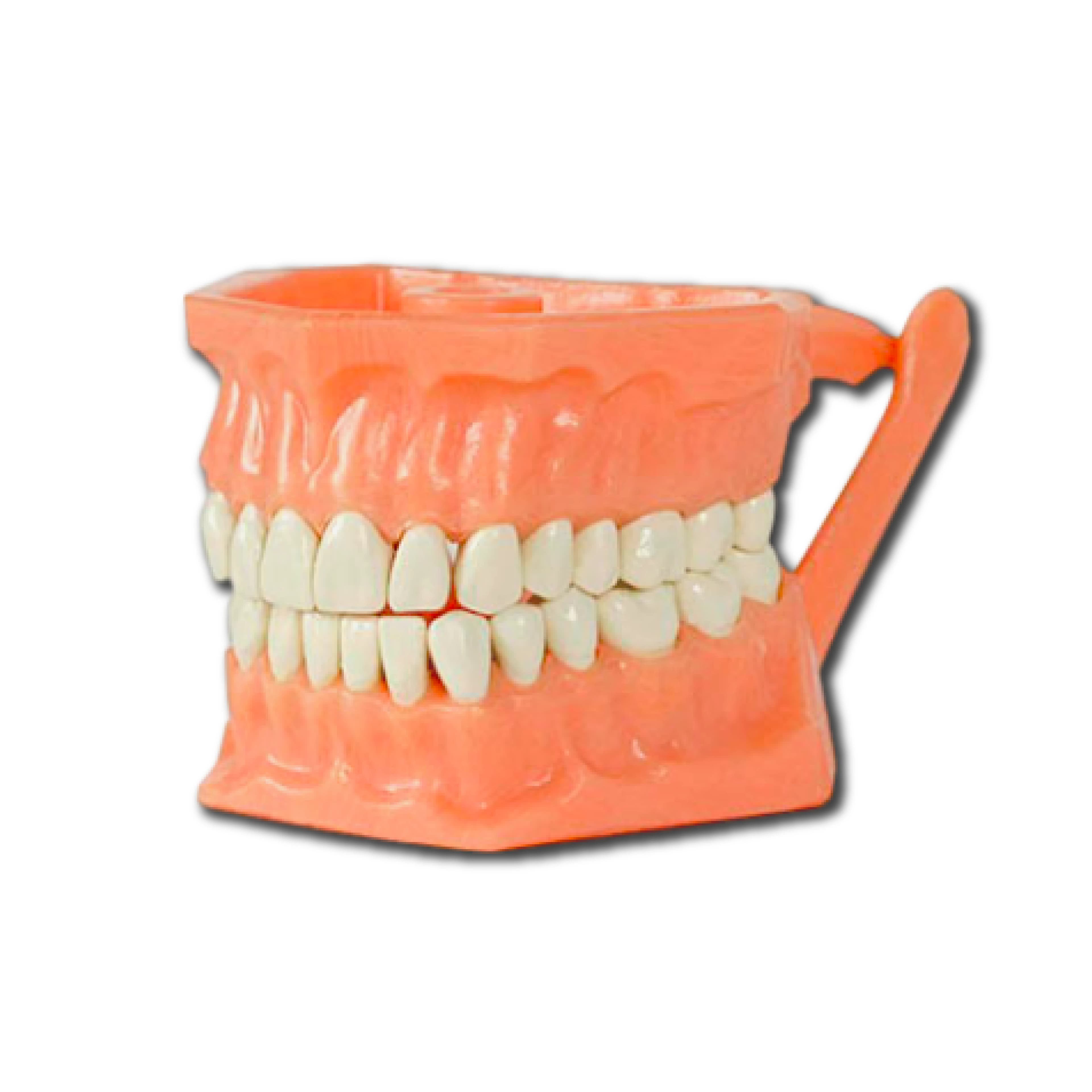 TIPOODONTO ACRILICO ADULTO