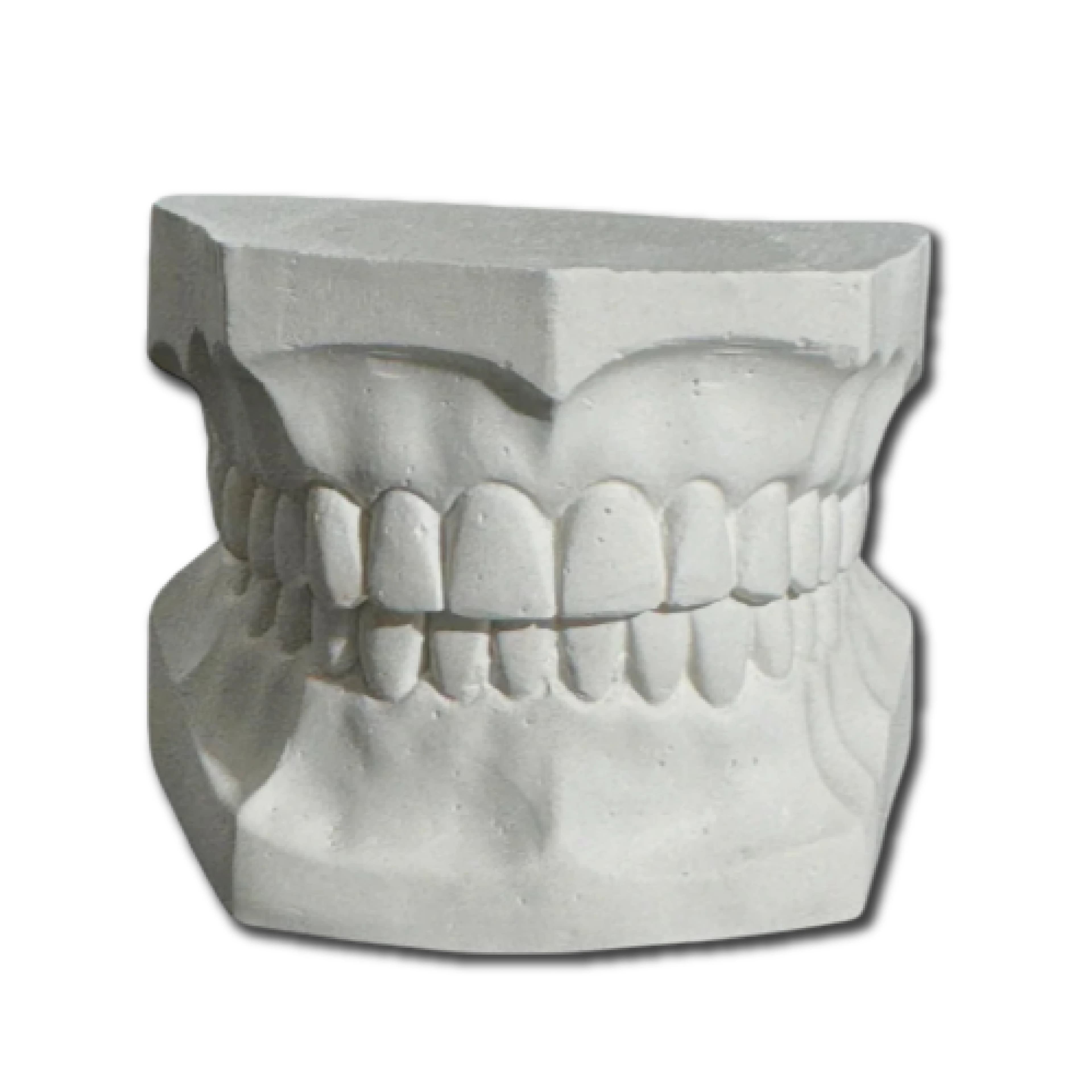 TIPODONTO YESO ADULTO